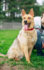 Beautiful happy funny dog is playing and having fun outdoors