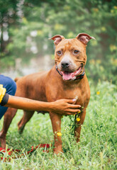 Beautiful happy funny dog is playing and having fun outdoors