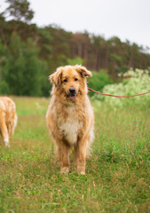 Beautiful happy funny dog is playing and having fun outdoors