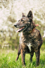 Beautiful happy funny dog is playing and having fun outdoors