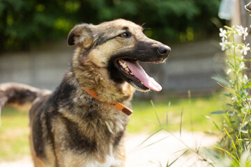 Beautiful happy funny dog is playing and having fun outdoors