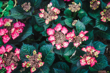 Blooming hydrangea plant in the garden at daytime
