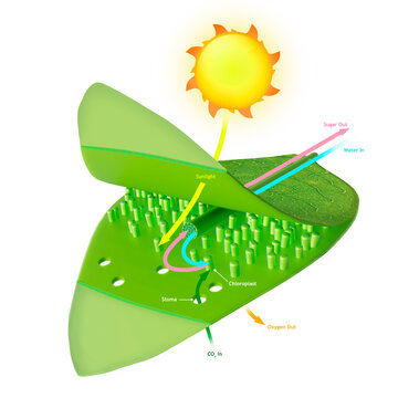 Photosynthesis, illustration