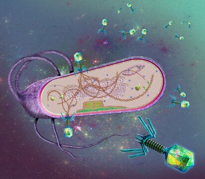 Phages infecting a bacterial cell, illustration