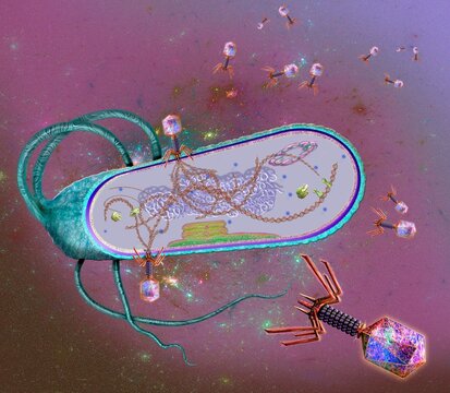 Phages infecting a bacterial cell, illustration