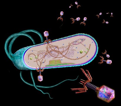 Phages infecting a bacterial cell, illustration
