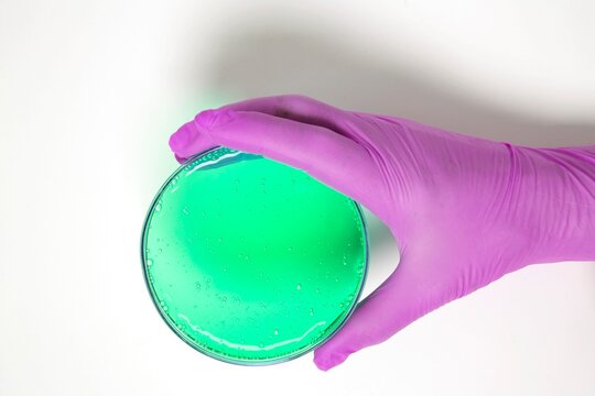 Hand holding a petri dish