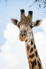 Naklejka na ściany i meble Giraffe in Tansania