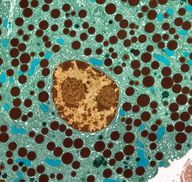 Pancreas, TEM