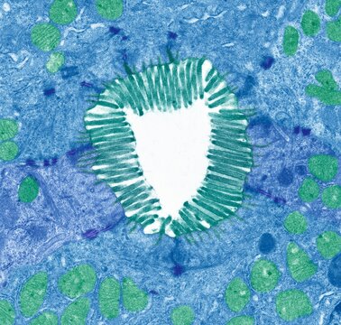 Intestinal microvilli, TEM
