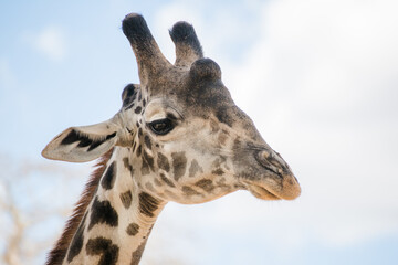 Giraffe in Tansania