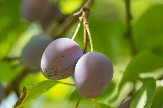 Prunes