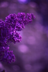 Flowers with bokeh and blur effect