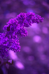 Flowers with bokeh and blur effect
