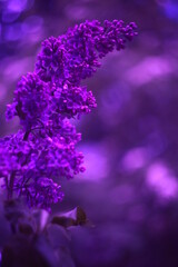 Flowers with bokeh and blur effect