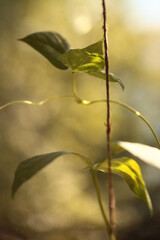 Leaves of a photo with a blur effect