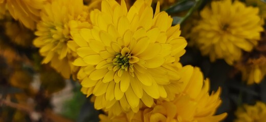 yellow chrysanthemum flower
