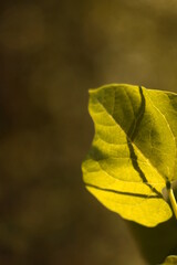 Leaves of a photo with a blur effect