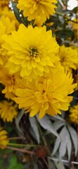 yellow chrysanthemum flowers
