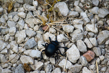 bug on the ground