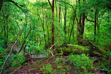 View of Cedar trees in Yakushima island forest, Kagoshima Prefecture, Japan