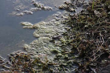 Small frog hiding on a pondside in Japan, Tokyo
