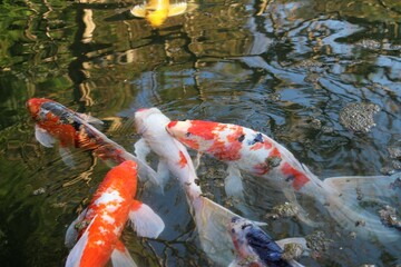Japanese Koi in a pond in tokyo