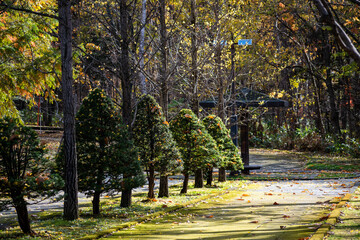 Naklejka premium 晩秋の公園 