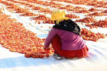 Obraz premium Yenikent - Izmir - Turkey 12 August 2021Lower Kırıklar Village, preparation for winter Tomato drying processes.