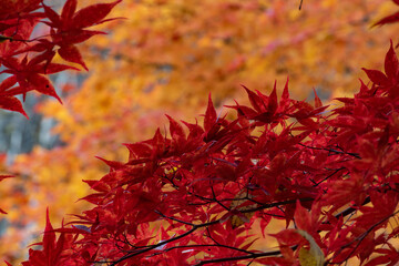 落ち葉に埋もれた地面
