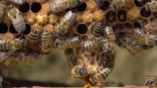 Queen cell close up. Beekeeping. Queen bee. Swarm or Supercedure Cells