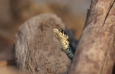 Wild Snakes on a Wooden Background, Forest Life, Closeup Snake Head, Animal Closeup.