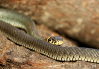 Wild Snakes on a Wooden Background, Forest Life, Closeup Snake Head, Animal Closeup.