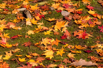 緑の水苔の上のカラフルな落葉
