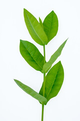 many green leaves on a white background