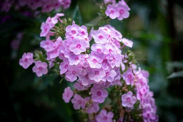 Obraz premium pink and purple flowers