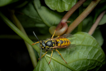 Close up shot of a bee on a green leaf