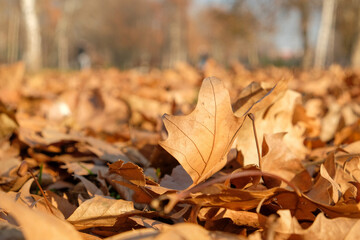 autumn leaves on the ground