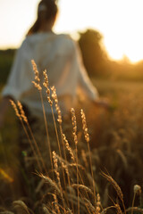 silhouette of a girl on the background of spikelets