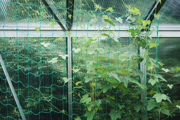 Growing cucumbers in a greenhouse with climbing aid nets