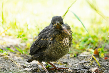 Portrait of a small blackbird. Young bird sits on the ground. Turdus merula.