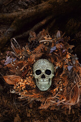 human skull and dry autumn grass and leaves on dark background. magic esoteric ritual. Mysticism, divination, wicca, occultism, Witchcraft concept. samhain sabbat, Halloween