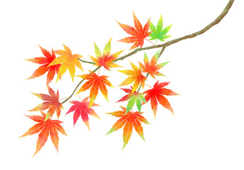 秋、一枝の色とりどりのもみじ - obrazy, fototapety, plakaty
