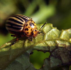 Colorado potato beetle on a potato leaf