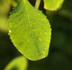small leaf of a plant with close-up