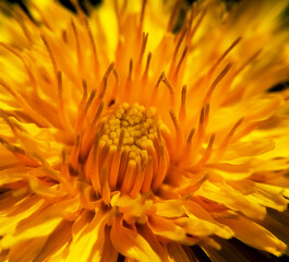 orange dandelion flower at high magnification