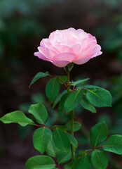 Fototapeta premium Pink roses on the bush, macro, rose garden