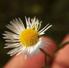 Obraz premium small chamomile and tiny white petals, close-up