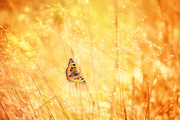 Beautiful butterfly on golden meadow grass, natural rustic landscape. pastoral artistic image. Indian summer or autumn season. copy space - obrazy, fototapety, plakaty
