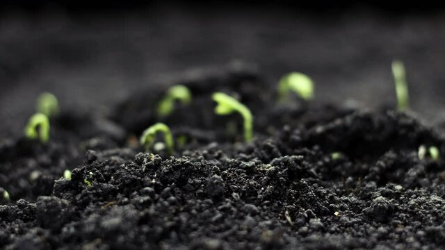 Growing plant in spring time lapse, sprouts germination newborn plant from Bean seed. Greenhouse agriculture Timelapse.